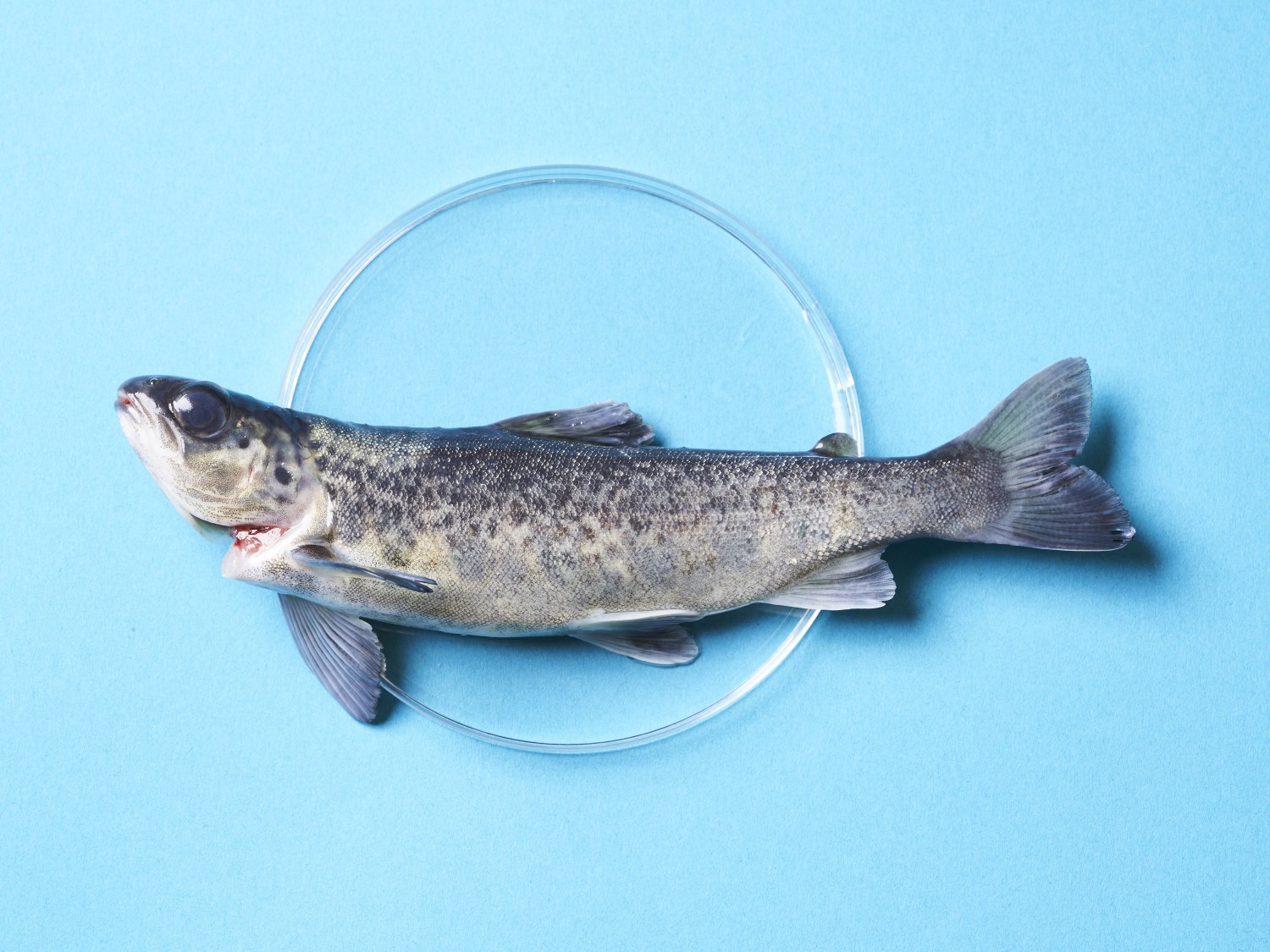 BLUU Seafood raises EUR 16 million in Series A funding to bring ...